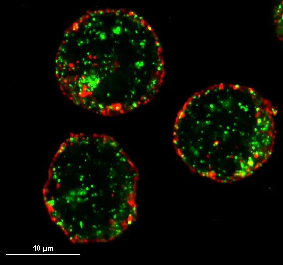 Maturing precursor red blood cells display Heme Responsive Gene 1(HRG1) transporters (in green)